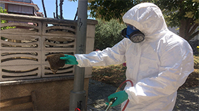 Plaga Avispas Madrid