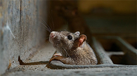 Plagas de ratas en Leganés