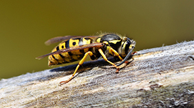 Plaga Avispas Madrid